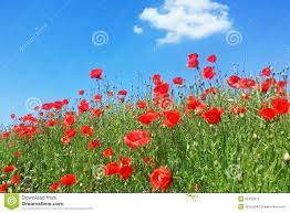 Poppies Flowers Poppy Flower Poppies Flowers