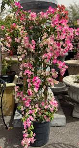Image result for Bougainvillea
