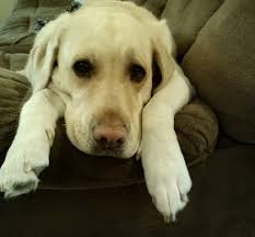 International Christian Fiction Writers: Sibling Rivalry & Perception  Redefined ~ by Patricia Beal