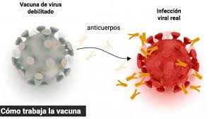 La vacuna contra el coronavirus desarrollada por la farmacéutica estadounidense pfizer y la compañía alemana de biotecnología biontech tiene una efectividad en adultos mayores de 65 años superior al. Como Funciona La Vacuna Arn Mensajero De Pfizer Y Biontech Infobae