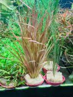 Image result for Blyxa aubertii