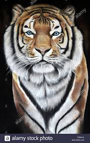 Tiger Zeichnen Stockfotos Und Bilder Kaufen Alamy