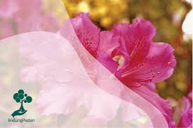 Bila anda memeriksa catatan sejarah tentang pelaksanaan festival bunga azalea, kebanyakan hanya diadakan sekitar 16 hari saja. Bunga Azalea Penuh Warna Putih Hingga Jingga Wanaswara