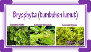 Check spelling or type a new query. Bryophyta Pengertian Ciri Ciri Klasifikasi Dan Manfaatnya Lengkap Penjelasannya Ilmu Pengetahuan Alam Ipa