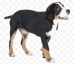 The bernese has a lovely temperament and gets on well with any dog. Appenzeller Sennenhund Png Images Klipartz