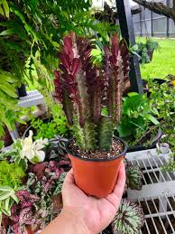 Image result for Euphorbia rubriflora