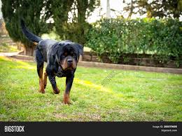 It's an extremely popular boxer mix, that combines the energy of the boxer and loyalty of the rott. Cute Rottweiler Funny Image Photo Free Trial Bigstock