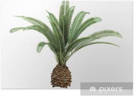 Date Palm Phoenix Canariensis Poster Pixers We Live To Change Phoenix canariensis is endemic to the canary islands and occurs, scattered in populations of varying sizes, on all seven islands. date palm phoenix canariensis poster