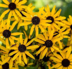 Unfortunately coreopsis 'limerock ruby' was put on the market before its hardiness was fully tested in a variety of climates and many northern gardeners were disappointed to find that coreopsis 'limerock ruby' did not return the following year. Coreopsis Tripteris Star Tickseed Sugar Creek Gardens