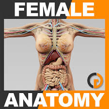 They also work in tandem to form organ systems, like the digestive system or the circulatory. Human Female Anatomy Body Skeleton Internal 3d Model