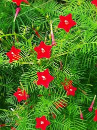 Image result for Ipomoea quamoclit