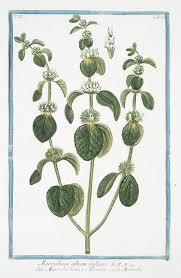 Image result for Hyperacanthus microphyllus