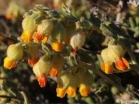 Image result for Hermannia kirkii