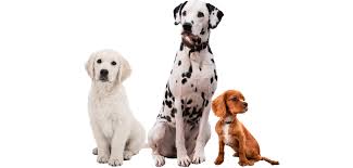 Image result for domestic dog