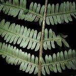 Image result for Ctenitis cirrhosa