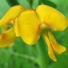 Image result for Sesbania sesban