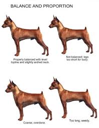 Miniature Pinscher Size Goldenacresdogs Com