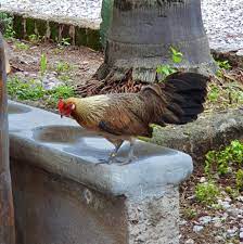 Gallina Fenix Granja Los Pavorreales Facebook