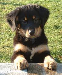Yes, these dogs are heavy shedders throughout the year. List Of Bernese Mountain Dog Mix Breed Dogs