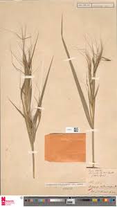 Image result for Heteropogon melanocarpus