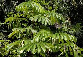 Image result for Musanga