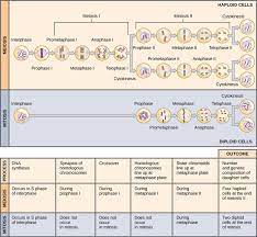 The g1 phase is where cells essentially 6. The Process Of Meiosis Boundless Biology
