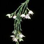 Image result for Polystachya bennettiana