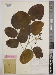 Image result for Pterocarpus rotundifolius