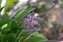 Image result for Ledebouria luteola