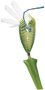 Insect Eating Plants Meat Eating Plants Dk Find Out