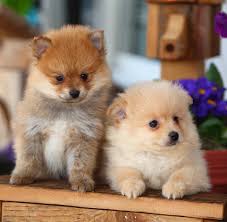 Best Food For Pomeranian Puppy Dogs What To Feed Your Pom