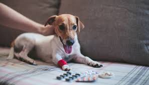 Here's the best online pet supplies websites, pet pharmacy websites, pet forums, and pets for sale websites that i know about. Cheap Pet Meds Online How And Where To Buy Safely And Avoid Scams