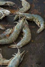 raw prawns by noemi hauser prawn shrimp fresh fish photography fish food photography raw prawns