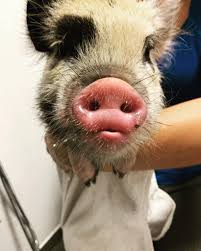 Hi! I'm new to this group. I recently joined because l want to know more  about pigs