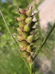 Image result for Carex johnstonii