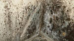 Add the appropriate amount of carpet shampoo. What Does Black Mold Look Like In Various Surfaces