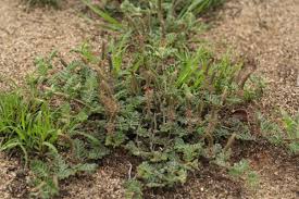 Image result for Indigofera daleoides