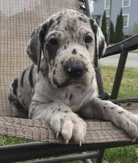 She likes some males but not all. View Ad Great Dane Puppy For Sale Near Indiana Fort Wayne Usa Adn 10811