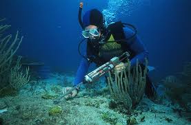 Education needed to be a marine biologist. Marine Biologist Salary Becoming A Marine Biologist