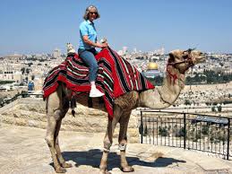 Camels in israel tags and save money on exotic produce on alibaba.com. Ask Gila About Camel Riding In Jerusalem