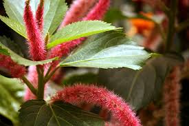 Image result for Acalypha segetalis