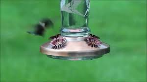( 1 customer review) buy on amazon. Solar Lighted Glass Hummingbird Feeder Solutions Youtube