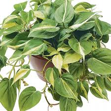Philodendron Brazil Angel Plant Plants Hanging Plants