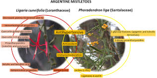 Image result for Agelanthus sp. aff. A. brunneus