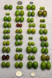 Chart Of Olive Sizes Grown At Oregon Olives In Amity Oregon