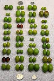 chart of olive sizes grown at oregon olives in amity oregon