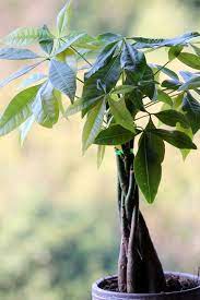 Feb 01, 2012 · this forum is sponsored by this forum is for experienced tree climbers. Money Tree Care How To Grow A Lucky Money Tree Plant