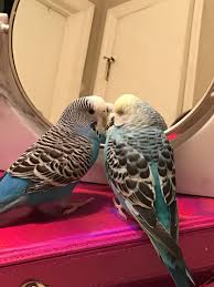 They Love My New Makeup Mirror As Much As I Do Australian Native Animals Beautiful Birds Animals Beautiful