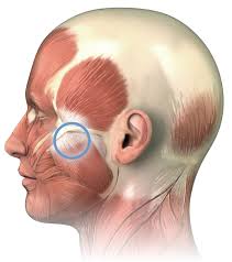 It is wedged between the jaw bone and the skull and holds the jaw in the open. Massage For Jaw Pain Masseter