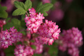 We did not find results for: Garden Flowers Ribes Sanguinium The Flowering Currant Lisa Cox Garden Designs Blog